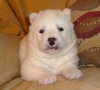 health guarantee  Siberian Husky puppies