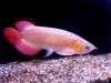 We-have-available-and-supply-quality-arowana-fishes-like-Asian-red-RTG-super-red-chili-red-Gold