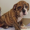 Male-and-female-English-Bulldog-puppies-available