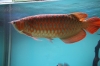 High-Quality-Arowana-Fish-For-Sale