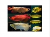 Top-Quality-Asian-Red-RTG-Super-Red-Chili-Red-Golden-X-back-Arowanas-For-Sale-at-very-good-discount-prices-$350