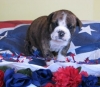 Available-New-Litters-Bulldog-Puppies