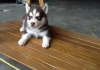 well-trained-siberian-husky-for-a-new-home
