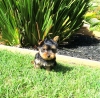Super-Tiny-AKC-Male-and-Female-Yorkshire-Terrier-Puppy-