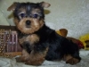 Good-loving-Yorkie-puppies-for-adoption
