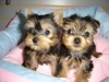 male-and-female-Yorkie-puppies-for-adoption-