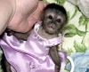 Adorable-Capuchin-monkeys-for-adoption-