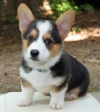 Pure-Pembroke-Welsh-Corgi-Puppies