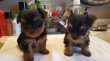 Cutest-Toy-Yorkie-Puppies-For-Adoption