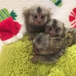 Adorable-marmoset-monkeys-for-adoption