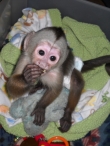 Male-female-Capuchin-monkeys-ready-for-good-homes