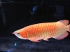 Premium-High-Gold-Cross-Back-Arowana-for-sale
